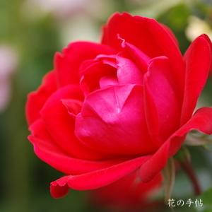 バラ　ダブル ノックアウト（Double Knockout）｜花の手帖のバラ図鑑