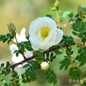 バラ　ダブル ホワイト（Double White）｜花の手帖のバラ図鑑