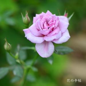 バラ　ドリーム ラバー（Dream Lover）｜花の手帖のバラ図鑑