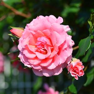 バラ　ドリームウィーバー｜花の手帖のバラ図鑑