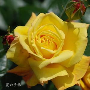 バラ　ドクター ファウスト（Dr. Faust）｜花の手帖のバラ図鑑