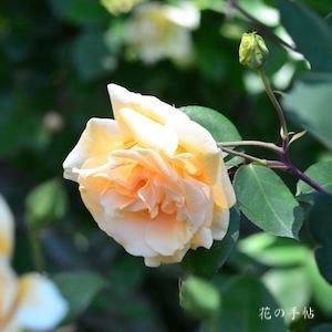 バラ　ドクターグリル（Dr. Grill）｜花の手帖のバラ図鑑