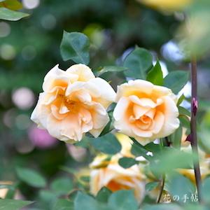 バラ　ドクターグリル（Dr. Grill）｜花の手帖のバラ図鑑