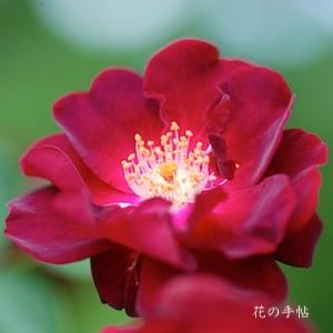 バラ　ドクターヒューイ（Dr. Huey）｜花の手帖のバラ図鑑