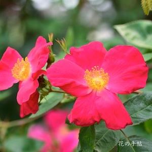 バラ　ドクタージャクソン（Dr. Jackson）｜花の手帖のバラ図鑑