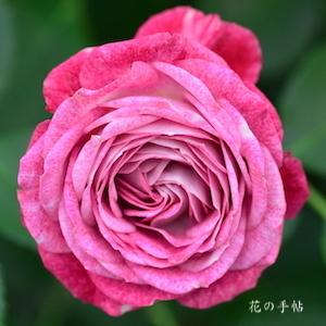 バラ　デュエットバルコニア｜花の手帖のバラ図鑑