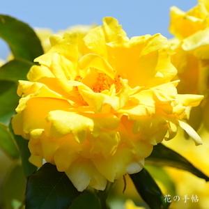 バラ　ドフトゴールド（Duftgold）｜花の手帖のバラ図鑑