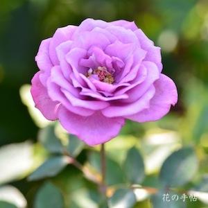 バラ　 オー ド トワレ（Eau de Toilette）｜花の手帖のバラ図鑑