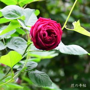 バラ　エクセレンツ フォン シューベルト｜花の手帖のバラ図鑑