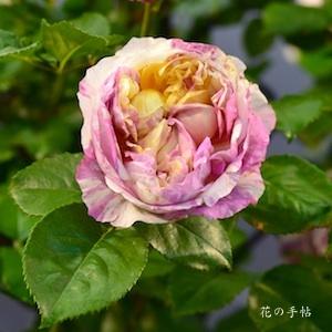 バラ　エドゥアールマネ（Edouard Manet）｜花の手帖のバラ図鑑