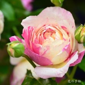 バラ　エドゥアールマネ（Edouard Manet）｜花の手帖のバラ図鑑