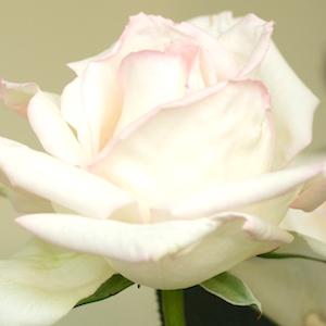 バラ　エレーヌ ジュグラリス（Elene Giuglaris）｜花の手帖のバラ図鑑