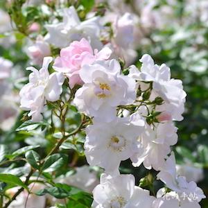 バラ　エフル（Elf）｜花の手帖のバラ図鑑