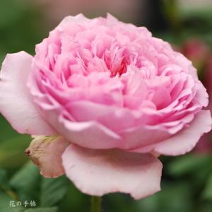 バラ　エロディー ゴシュイン（ROSE　Elodie Gossuin）｜花の手帖のバラ図鑑