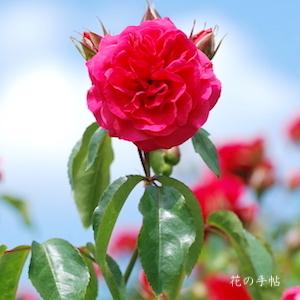 バラ　エルベショーン（Elveshorn）｜花の手帖のバラ図鑑
