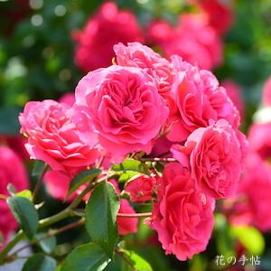 バラ　エルベショーン（Elveshorn）｜花の手帖のバラ図鑑