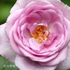 バラ　 エンチャンティッド イブニング（Enchanted Evening）｜花の手帖のバラ図鑑