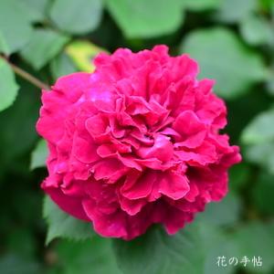 バラ　エリーネルン アン シュロス シャールファンステン｜花の手帖のバラ図鑑