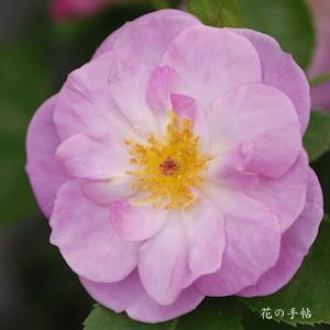 バラ　エスカペード（ROSE　Escapade）｜花図鑑【花の手帖】