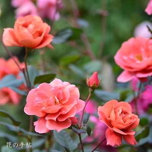 バラ　エスプレッソ（Espresso）｜花図鑑【花の手帖】