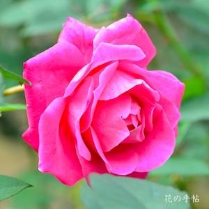 バラ　ピーターフランケンフェルト｜花の手帖のバラ図鑑