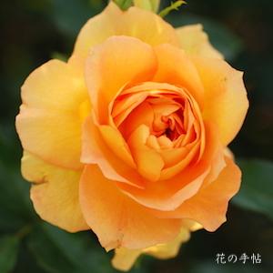 バラ　ユリイカ（Eureka）｜花の手帖のバラ図鑑