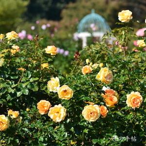 バラ　ユリイカ（Eureka）｜花の手帖のバラ図鑑