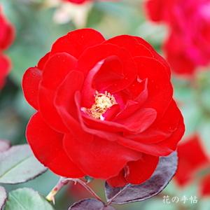 バラ　ヨーロピアーナ（Europeana）｜花の手帖のバラ図鑑