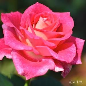 バラ　エキサイティング（Exciting）｜花の手帖のバラ図鑑