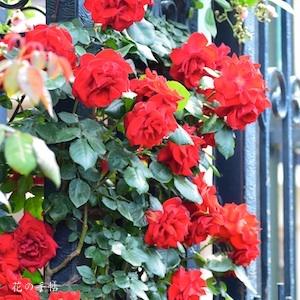 バラ　エクスプルワ（Exploit）｜花の手帖のバラ図鑑