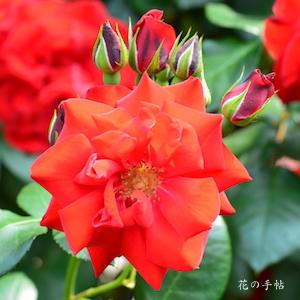 バラ　エクスプルワ（Exploit）｜花の手帖のバラ図鑑