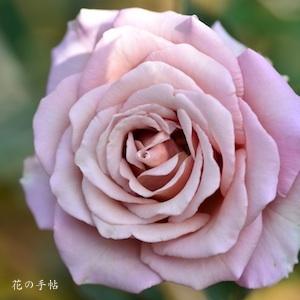 バラ　エクストリーム（Extreme)｜花の手帖のバラ図鑑