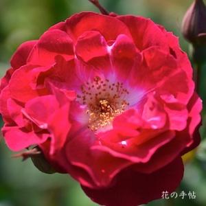 バラ　ファビー／ファビエ（Fabvier）｜花の手帖のバラ図鑑