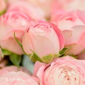 バラ　フェアリー カップ｜花の手帖のバラ図鑑