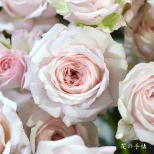 バラ　フェアリー キッス｜花の手帖のバラ図鑑