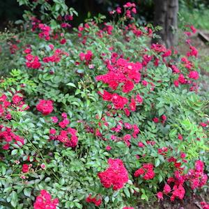 バラ　フェアリー クイーン｜花の手帖のバラ図鑑