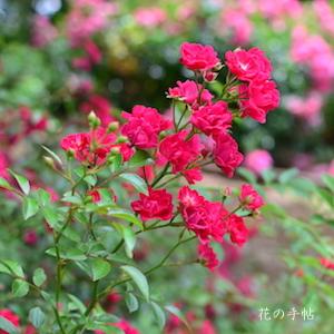 バラ　フェアリー クイーン｜花の手帖のバラ図鑑