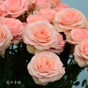 バラ　フェアリー テール｜花の手帖のバラ図鑑