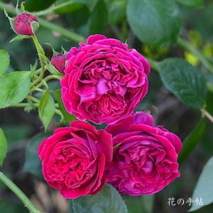 バラ　フォールスタッフ（Falstaff）｜花の手帖のバラ図鑑