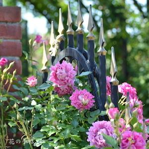 バラ　ファンシー ラッフル｜花の手帖のバラ図鑑