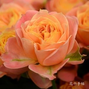 バラ　フェリーク｜花の手帖のバラ図鑑