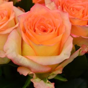 バラ　フェスティボ｜花の手帖のバラ図鑑