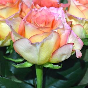 バラ　フェスティボ｜花の手帖のバラ図鑑