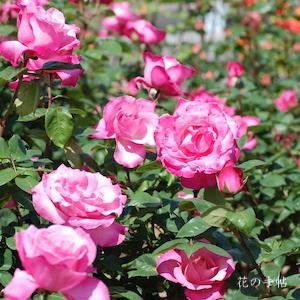 バラ　ファースト フェデエラルズ ルネッサンス（First Federal's Renaissance）｜花の手帖のバラ図鑑