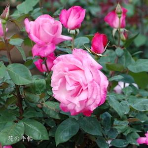 バラ　ファースト フェデエラルズ ルネッサンス（First Federal's Renaissance）｜花の手帖のバラ図鑑