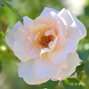 バラ　ファースト キッス（First Kiss）｜花の手帖のバラ図鑑