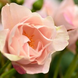 バラ　ファースト キッス（First Kiss）｜花の手帖のバラ図鑑