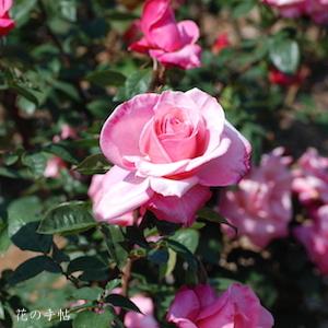 バラ　ファースト プライズ（First Prize）｜花の手帖のバラ図鑑