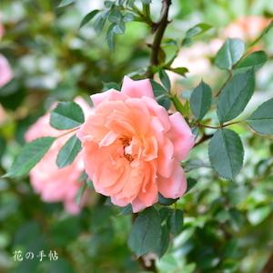 バラ　フラワー パワー｜花の手帖のバラ図鑑