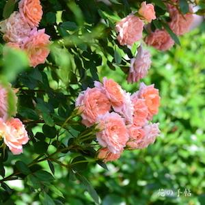 バラ　フラワー パワー｜花の手帖のバラ図鑑